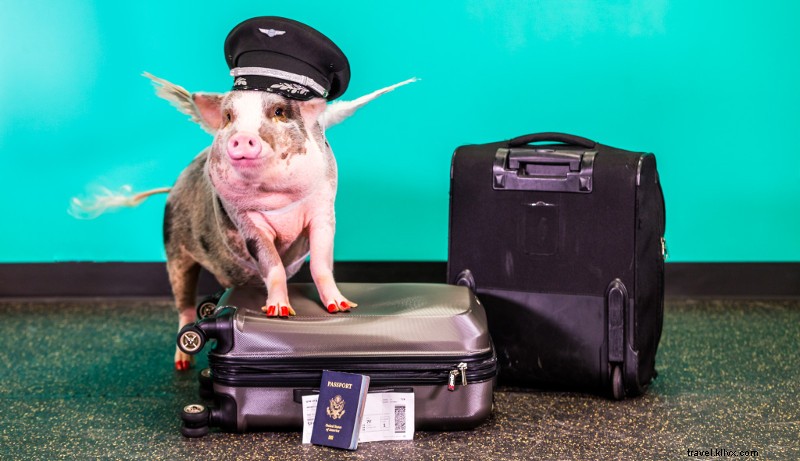 Incontra LiLou, L adorabile maiale terapeutico dell aeroporto di San Francisco 